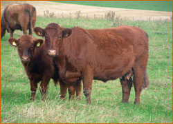 - Luing Cattle Society - The Luing Female