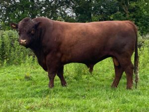 For Sale | Luings Cattle Society