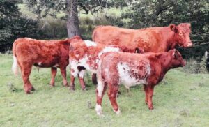 For Sale | Luings Cattle Society